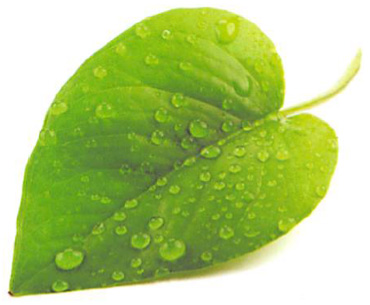 leaf-enironmentally-friendly